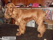 Стрижка собак и кошек без наркоза!!!    