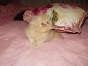 Персидские котята