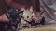 Корниш-Рекс котята.