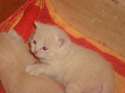 котята