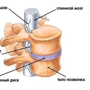 Лечение ,  профилактика ,  заболеваний позвоночника