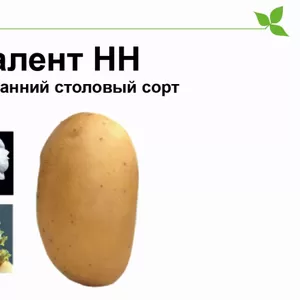 Среднеспелый сорт картофеля Талент