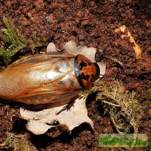 Продам Шеститочечные тараканы  (Eublaberus distanti) 