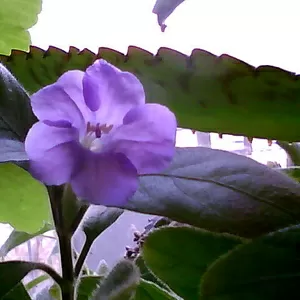 Продам Ruellia caroliniensis