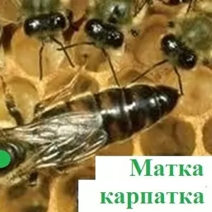 Продам матки карпатки