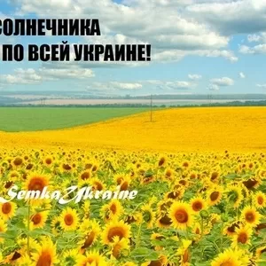 семена подсолнечника семка насіння соняшника дорого