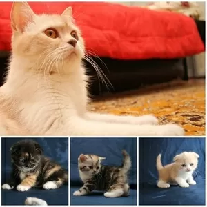 Продам милейших шотландских котят(scottish fold и scottish striaght)