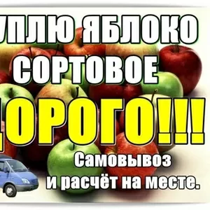 Куплю яблоко сортовое,  дорогo.