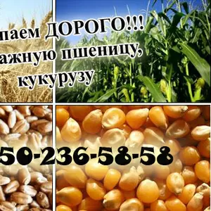 Закупаем проблемную кукурузу,  пшеницу 