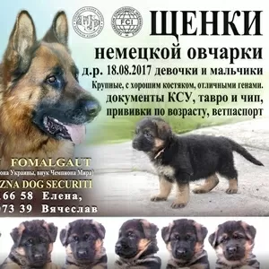 Щенки немецкой овчарки с документами КСУ/FCI