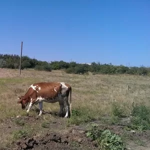 Продам свой участок,  Овидиопольский р-н,  с. Дальник/Грибовка