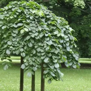 Вяз шершавый Ulmus glabra  для озеленения