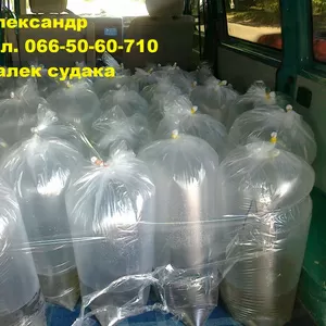 Продам малек (зарыбок) судака,  карася  т.0665060710