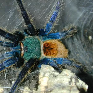 Chromatopelma cyaneopubescens L1