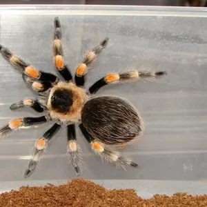 Продам самок и самцов пауков птицеедов Brachypelma smithi