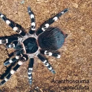 Acanthoscurria geniculata L2